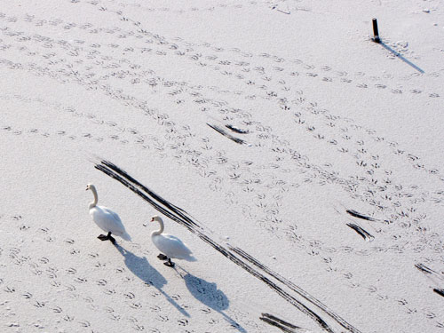 tracks by Maaike Butter