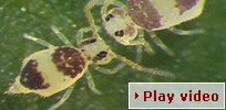Play video - dancing springtails