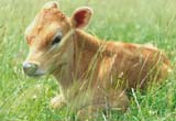 Calf lying in a field