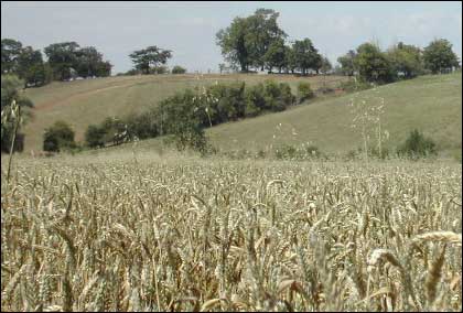 Field of corn in Rushwick
