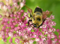 Bee pollinating flowers