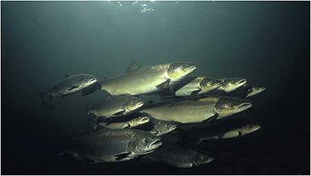 Atlantic Salmon c/oGilbert van Ryckevorsel