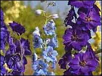 Delphiniums
