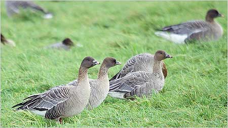 Pink footed Geese c/o Jaybee and North East Wildlife