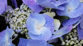hydrangea