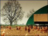 Free range organic chickens