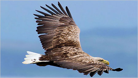 Sea Eagle c/o Iain Erskine