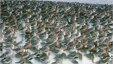 Knot c/o RSPB Image and Chris Gomersall