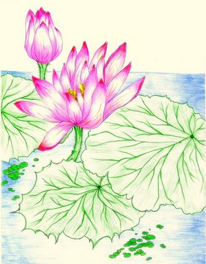 Chinese lotus