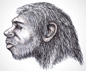Illustration of a neanderthal