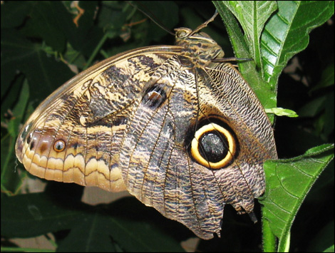 An owl moth. Photo by Annette Barsby. 
