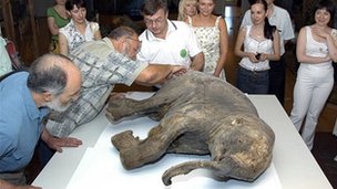 موزه شهر یک بچه ماموت ۱۰ هزار ساله به نام لیوبا دارد