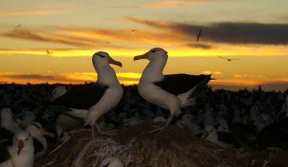 Albatross at sunset