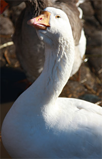 Goose