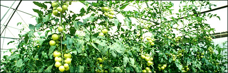 Tomatoes in a greenhouse