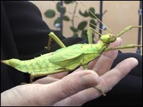 Large Stick Insect