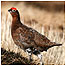 Red Grouse c/o RSPB Images/Tom Marshall