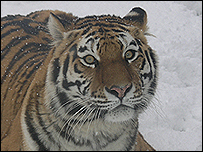 tiger linton zoo snow