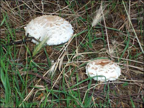 Mushrooms
