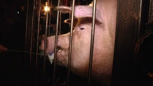 Babi