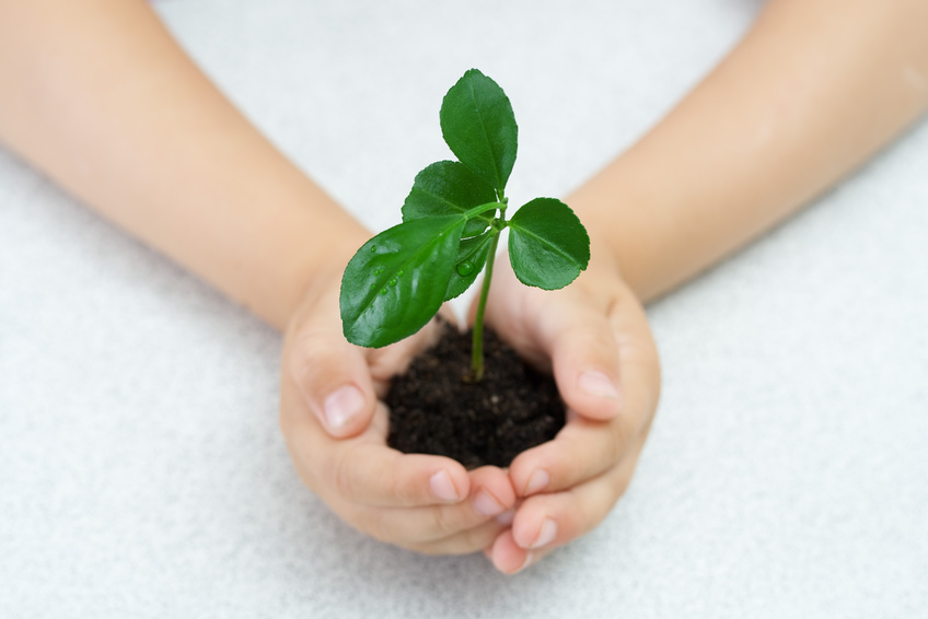 small green plant in child's palms @ sunlu4ik - fotolia.com