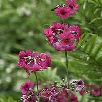 Primula pulverulenta