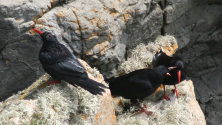 chough_ramsey.jpg