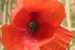 Poppy