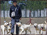 क्लोन कुत्ते 