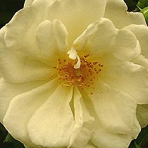 Rosa 'Goldfinch'