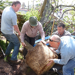 Toby Buckland plants the Torbay Palm tree