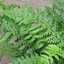 Athyrium filix femina