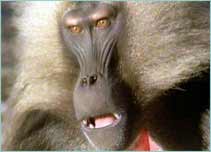A baboon