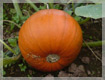 Pumpkin