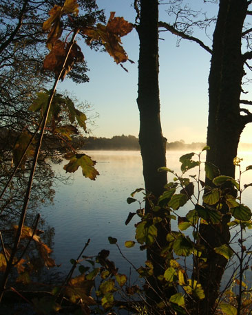 A view of trees and a misty loch behind it.
