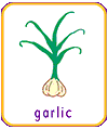 garlic