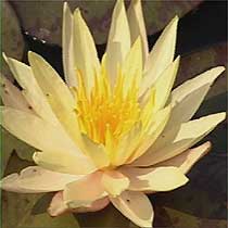 Nymphaea 'Marliacea Chromatella'