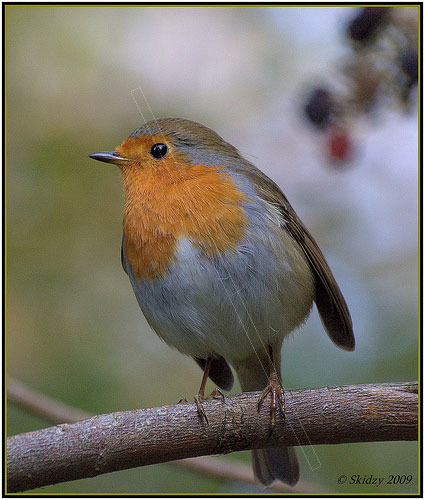robin