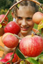 A girl picking apples
