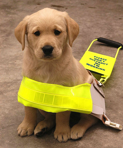 A guide dog puppy