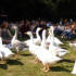 Bestival geese