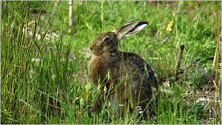 Hare byGill Turner