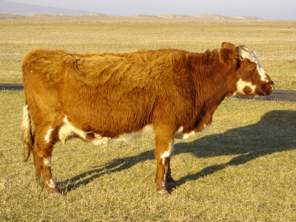 Cattle on the Berneray machair.