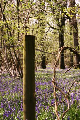 Bluebells