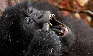 A young mountain gorilla scratching as it rests in the Virunga Volcanoes of Rwanda (image: BBC/Tigress Productions/Simon de Glanville)