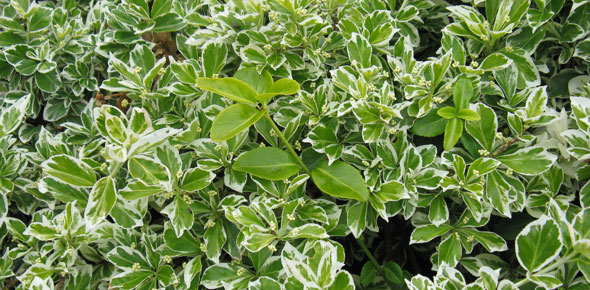 Reversion on a variegated Euonymus