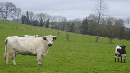 white park cattle