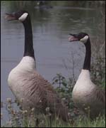 Geese