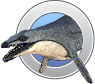Basilosaurus