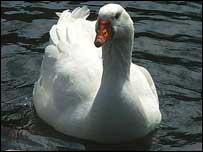 Swan